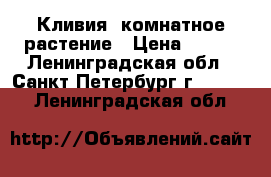 Кливия- комнатное растение › Цена ­ 150 - Ленинградская обл., Санкт-Петербург г.  »    . Ленинградская обл.